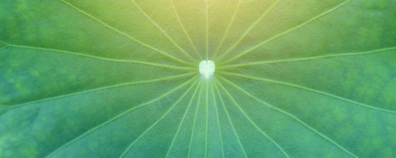 wisdom_together_visual